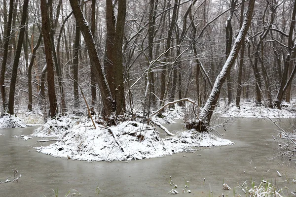 Brejo coberto de neve na floresta de primavera — Fotografia de Stock