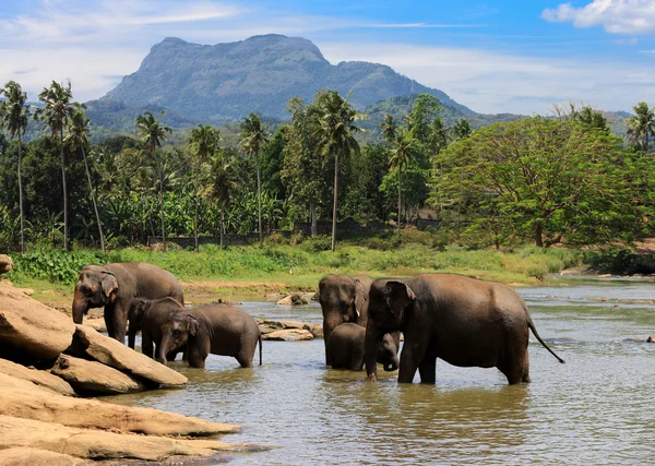 Manada de elefantes en la selva — Foto de Stock