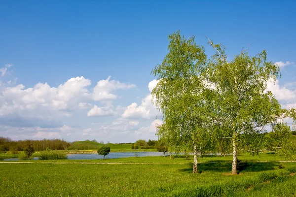 Birch trees  in park — Stock Photo, Image