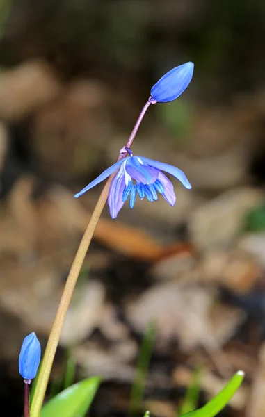 Primavera blu fiori selvatici scilla bifolia — Foto Stock