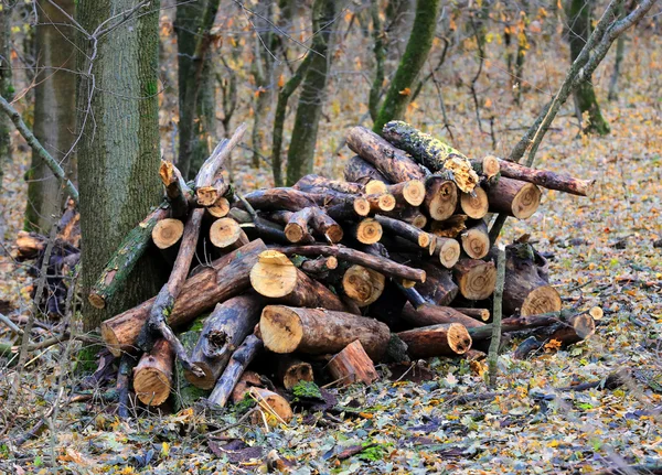 Wooden logs in forest — Stock Photo, Image