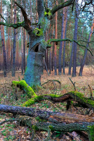 Старый дуб в лесу — стоковое фото