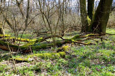 eski bahar orman ormanda