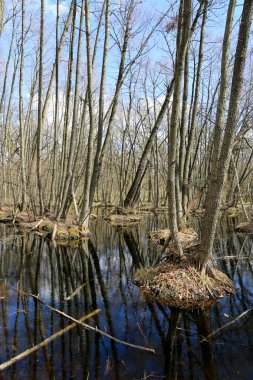 Bahar ormanındaki göl