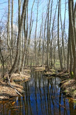 Orman bataklıkta ağaçta fllooded