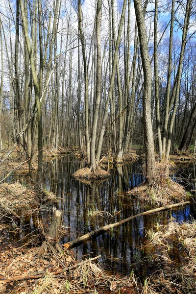 Spring scene in forest — Stock Photo, Image