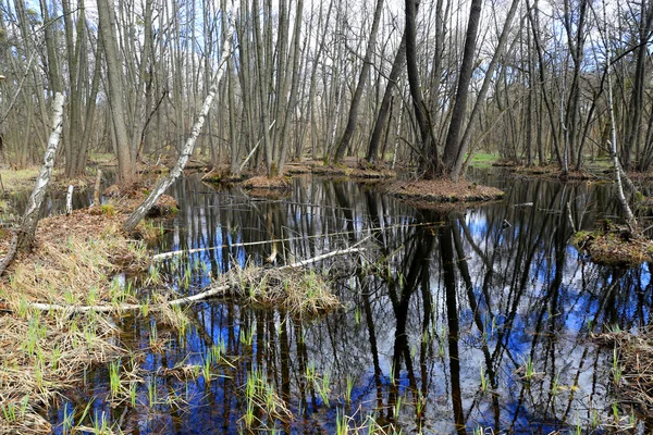 Bagno w lesie, wiosna — Zdjęcie stockowe