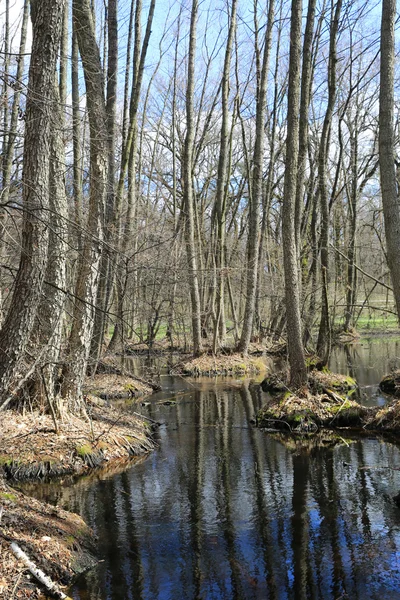 Überflutete Bäume im Wald — Stockfoto