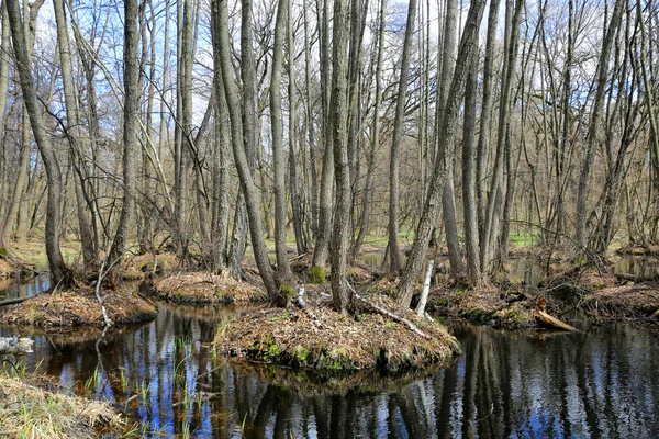 Bonita escena con pantano en el bosque —  Fotos de Stock