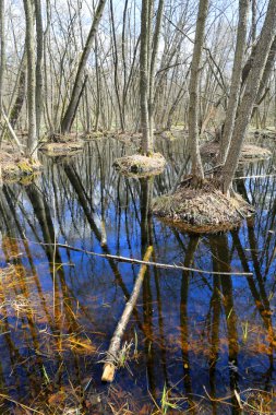 Orman bataklıkta spreeng gün