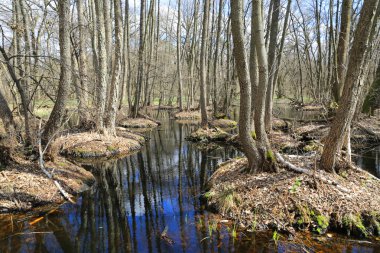 Bahar ormanda bataklık