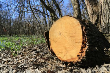 güneşli bir bahar günü, orman içinde ahşap günlüğü