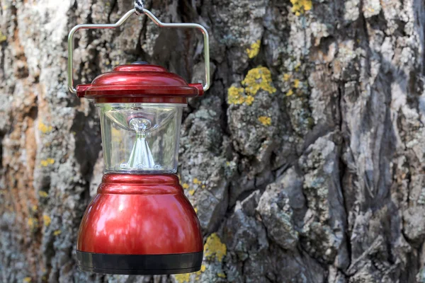 Lantern on cortex tree background — Stock Photo, Image