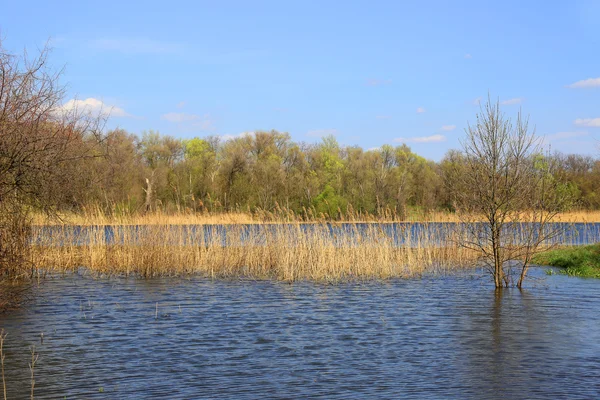 Orilla del lago inundado — Foto de Stock