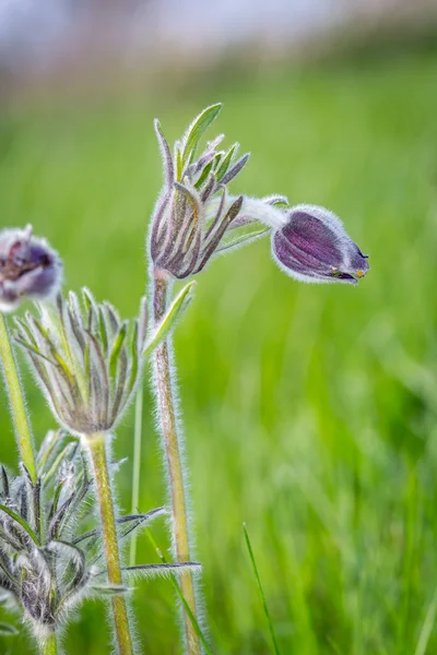 Mooie Pulsatilla bloem op de lentetijd — Stockfoto