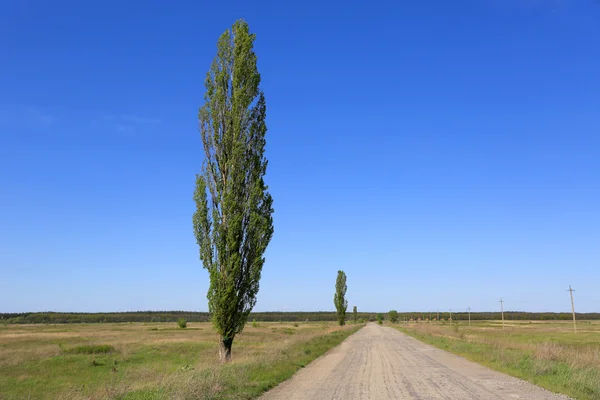 Álamo perto da estrada — Fotografia de Stock