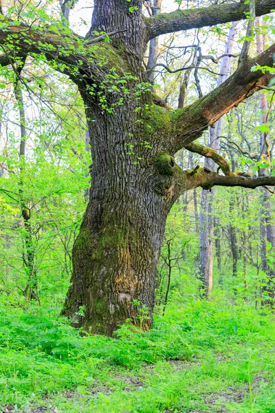 Oude eik in het groene woud — Stockfoto