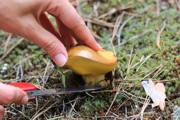 Gathering mushroom in forest — Stock Photo, Image
