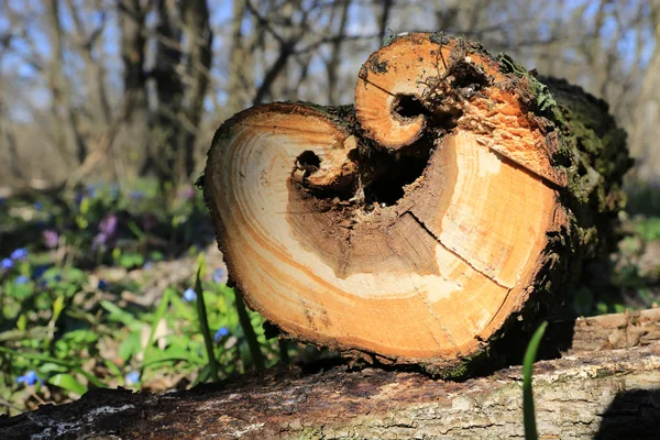Dřevěné srubové v lese na jaře — Stock fotografie