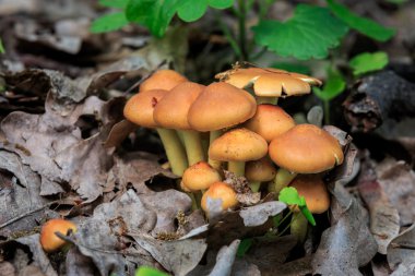 ormandaki mantarları