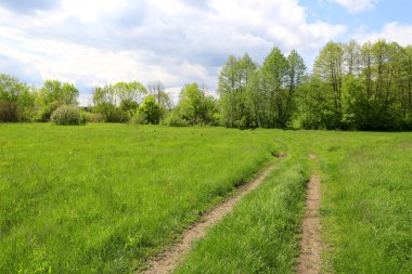 Rut roat çayır üzerinde