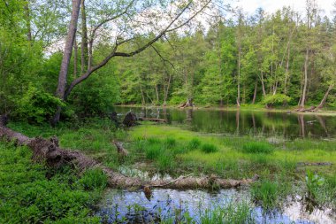 yeşil ormandaki yaşlı Gölü