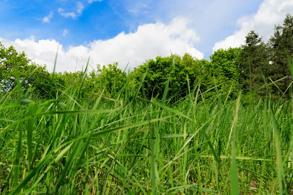 Green grass on meadow — Stock Photo, Image