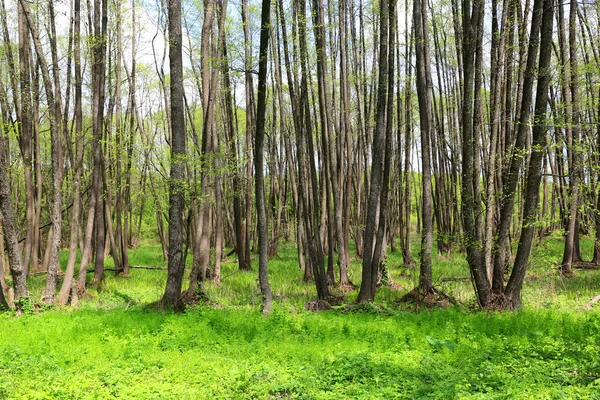 Tavaszi erdő szép napot: — Stock Fotó