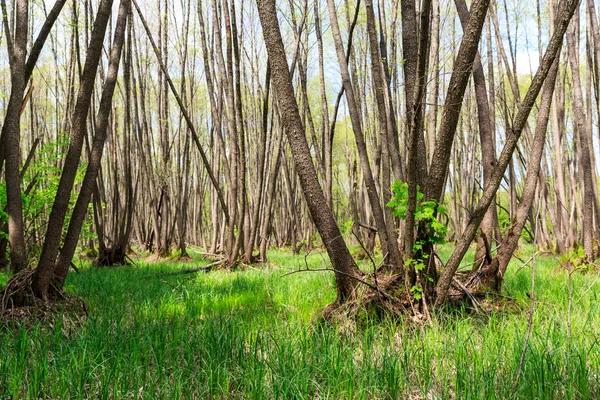 Bonito bosque de primavera — Foto de Stock