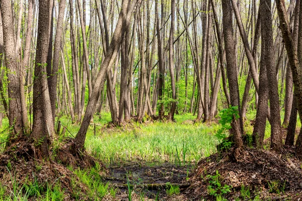 Bomen op moeras bij lentetijd — Stockfoto