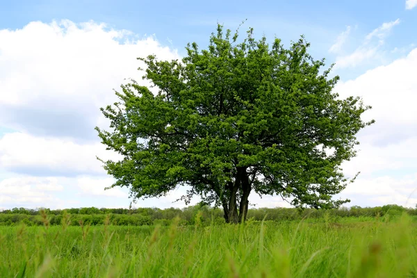 Solo árbol verde en el prado — Foto de Stock