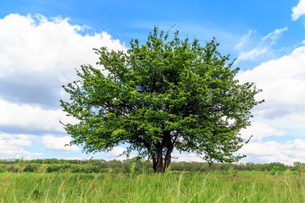 Albero verde sul prato — Foto Stock