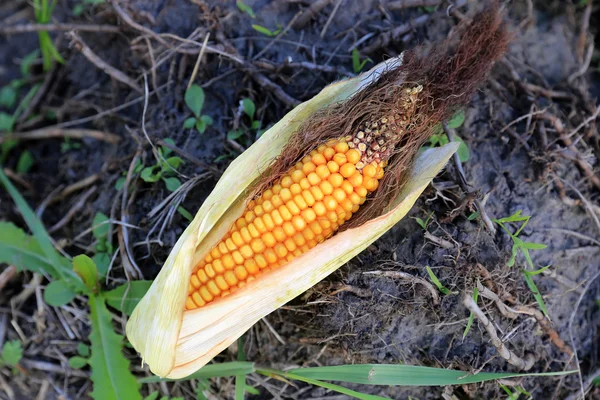Mazorca de maíz madura sobre el fondo del suelo —  Fotos de Stock