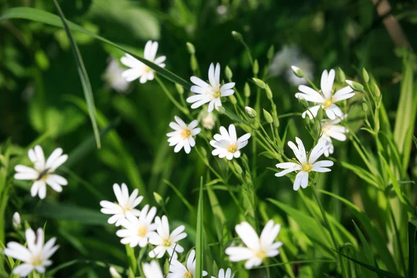 Białe kwiaty dzikiego wśród zielonej trawie — Zdjęcie stockowe