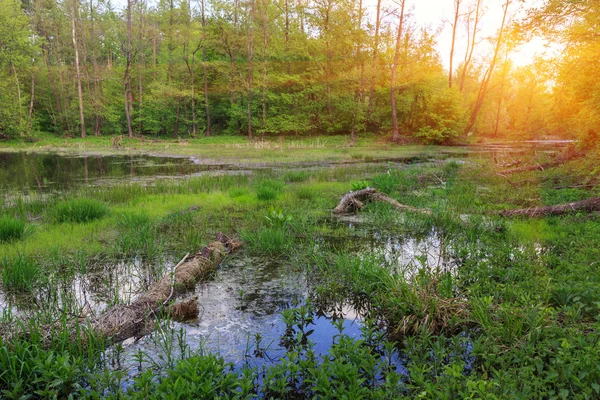 Veen in groene woud — Stockfoto