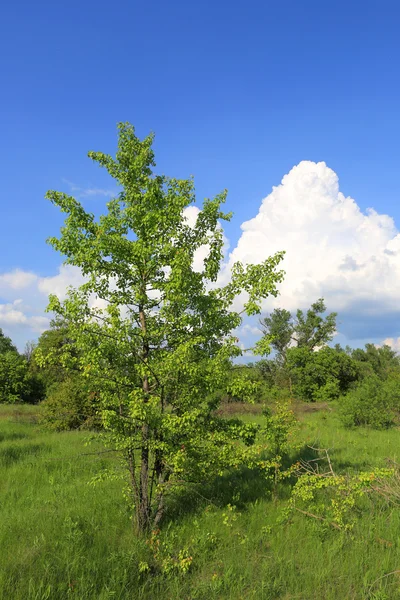 Zelený strom na zelené louce — Stock fotografie