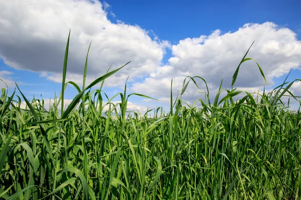 Herbe sur le champ de printemps — Photo