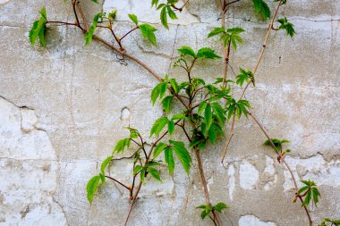 yeşil bitki ve eski duvar