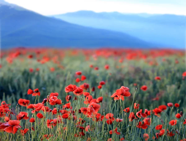 Piros pipacs virágok-hegység — Stock Fotó