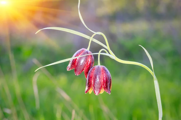 Violet wild flowers — Stock Photo, Image