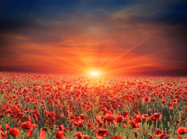 Sunset over poppy flower meadow — Stock Photo, Image