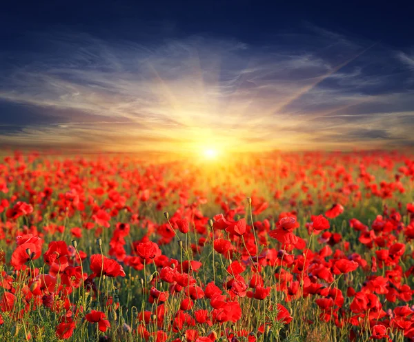 Majestic sunset over poppy meadow — Stock Photo, Image