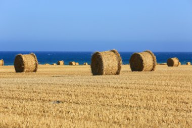 çayır saman rolls ile