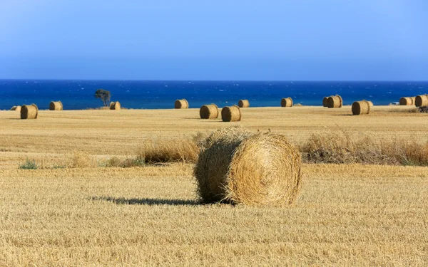saman rulo ve deniz ile çayır