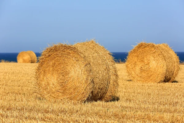 Saman yaz aylarında çayır üzerinde rulo