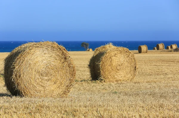 saman alan üzerinde rulo