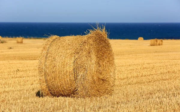 Hay roll deniz kıyısı sahada