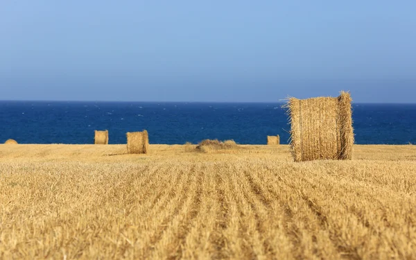 saman rulo ile güzel çayır