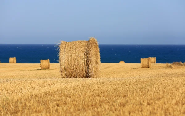 収穫農業草原 — ストック写真