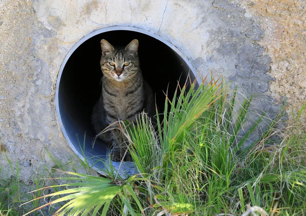 Fanny ciddi kedi — Stok fotoğraf